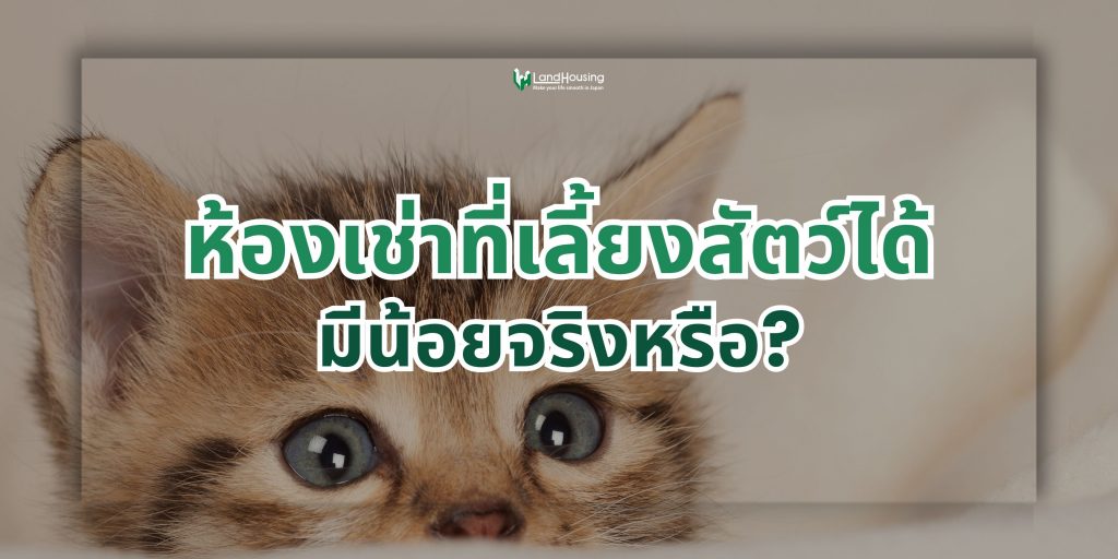 ห้องเช่าที่เลี้ยงสัตว์ได้มีน้อยจริงหรือ?
